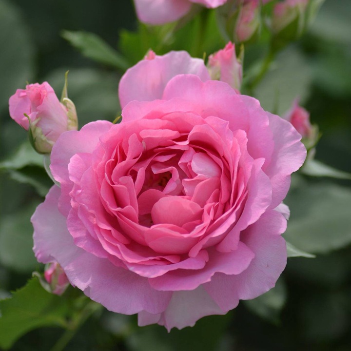 公主粉/粉姬Pink of Princess 公主粉/粉姬Pink of Princess