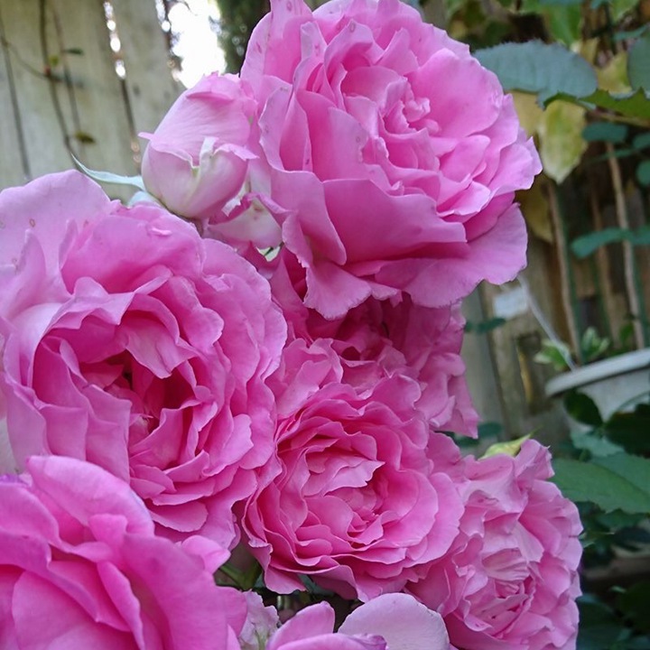 公主粉/粉姬Pink of Princess 公主粉/粉姬Pink of Princess