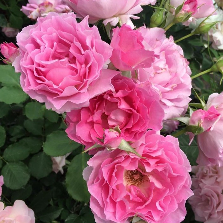 公主粉/粉姬Pink of Princess 公主粉/粉姬Pink of Princess