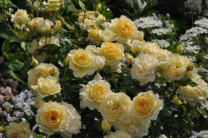 黄色永恒Yellow Eternity 黄色永恒Yellow Eternity