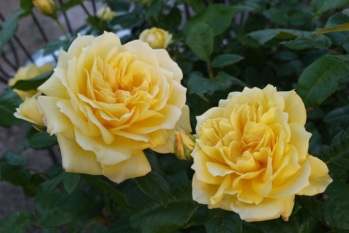 黄色永恒Yellow Eternity 黄色永恒Yellow Eternity