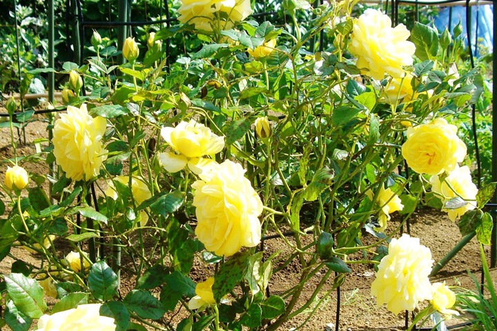 黄色永恒Yellow Eternity 黄色永恒Yellow Eternity