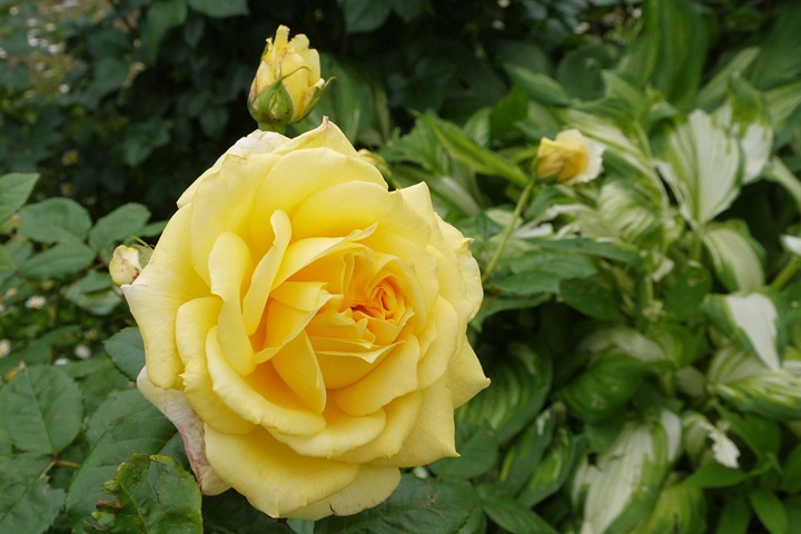 黄色永恒Yellow Eternity 黄色永恒Yellow Eternity