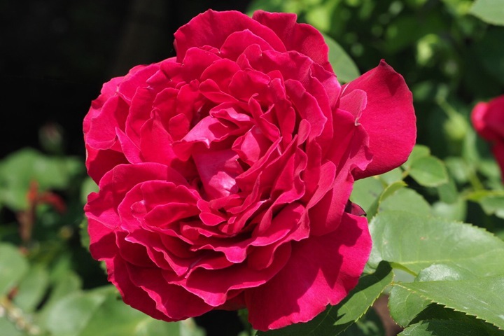 天家胭脂/红丘陵Colline Rouge 天家胭脂/红丘陵Colline Rouge