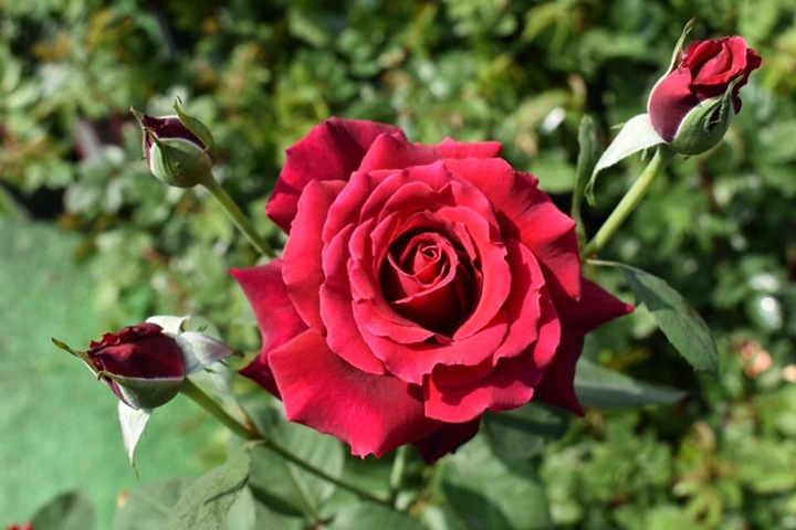 天家胭脂/红丘陵Colline Rouge 天家胭脂/红丘陵Colline Rouge
