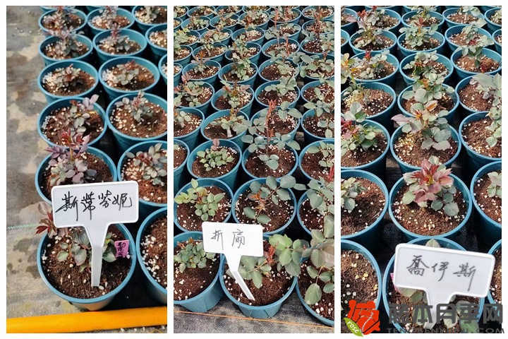 30万棵新品月季根接苗火热发售中! 30万棵新品月季根接苗火热发售中!