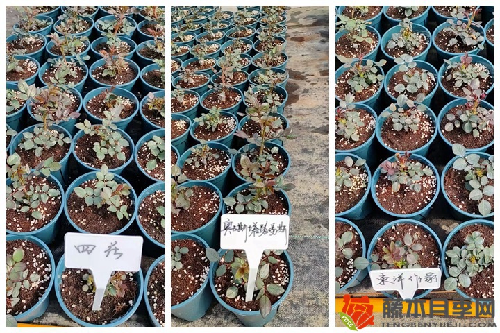 30万棵新品月季根接苗火热发售中! 30万棵新品月季根接苗火热发售中!
