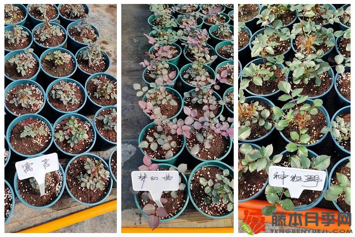 30万棵新品月季根接苗火热发售中! 30万棵新品月季根接苗火热发售中!