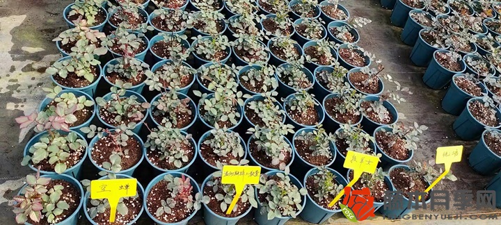 30万棵新品月季根接苗火热发售中! 30万棵新品月季根接苗火热发售中!
