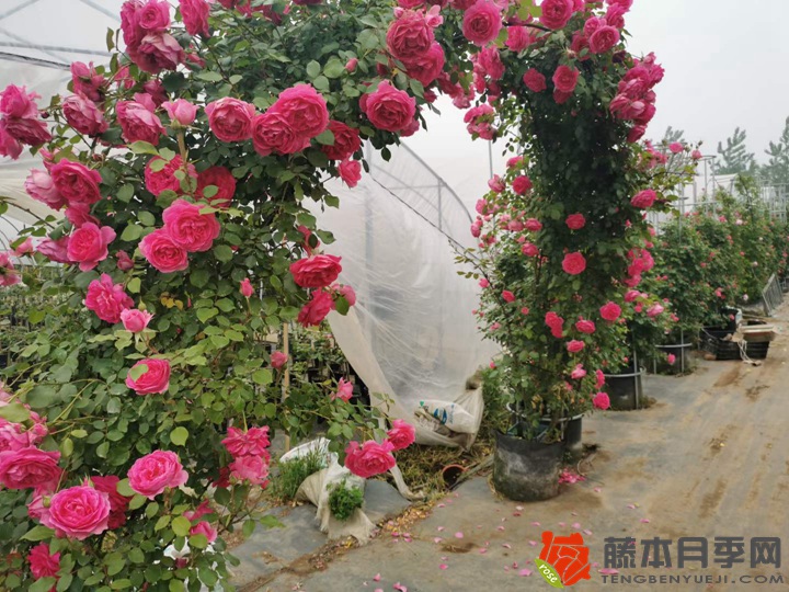 批发零售藤本月季造型成品苗 批发零售藤本月季造型成品苗