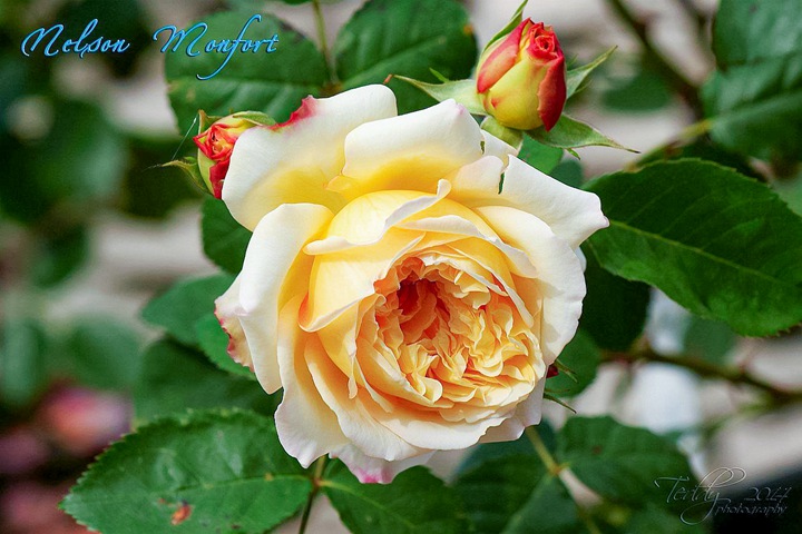 内尔森·蒙福Nelson Monfort 内尔森·蒙福Nelson Monfort