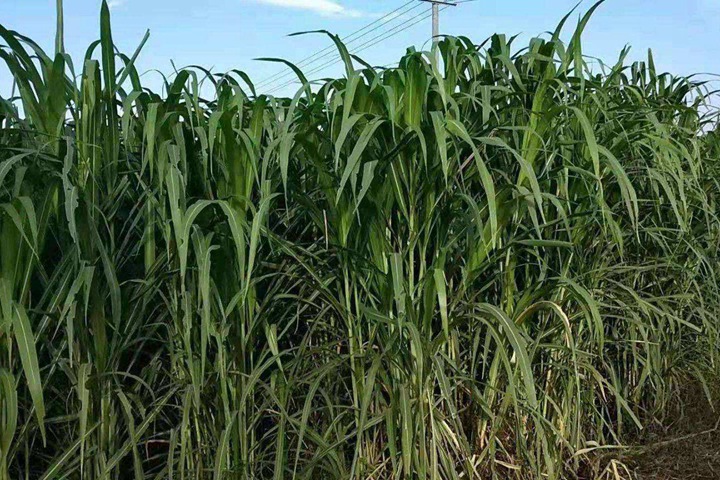 甜象草什么时候种植最好(甜象草最佳种植时间) 甜象草什么时候种植最好(甜象草最佳种植时间)