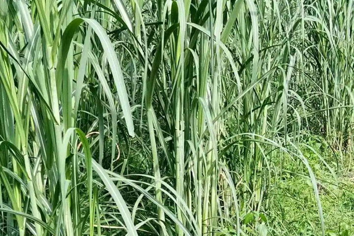甜象草适合北方种植吗(耐不耐寒) 甜象草适合北方种植吗(耐不耐寒)