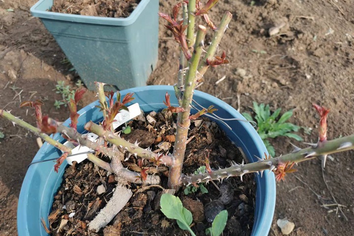 春天月季要不要抹芽,抹芽该如何操作? 春天月季要不要抹芽,抹芽该如何操作?