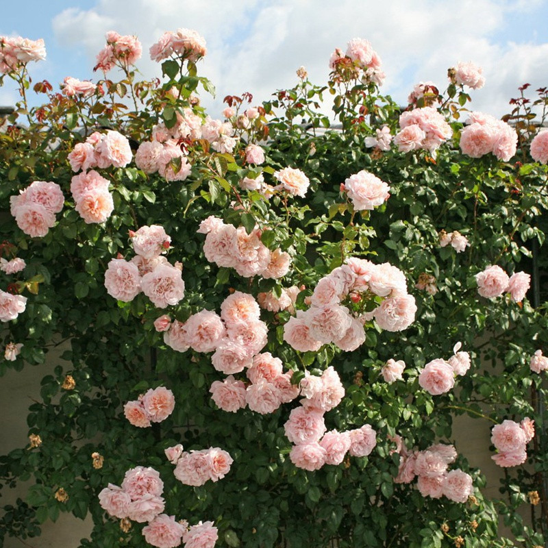 金粉丽人 金粉丽人