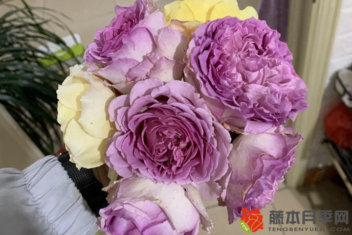 月季基肥冬天施和春季施有什么区别? 月季基肥冬天施和春季施有什么区别?