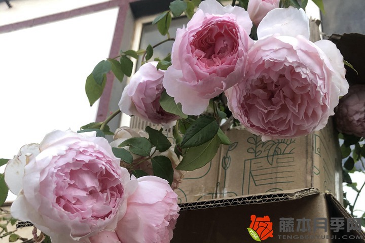 月季基肥冬天施和春季施有什么区别? 月季基肥冬天施和春季施有什么区别?