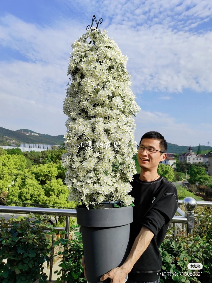 银币铁线链的种植养护经验分享 银币铁线链的种植养护经验分享