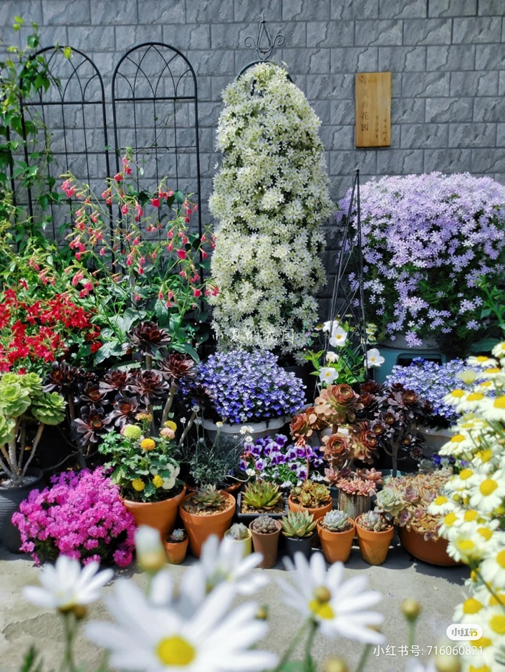 银币铁线链的种植养护经验分享 银币铁线链的种植养护经验分享