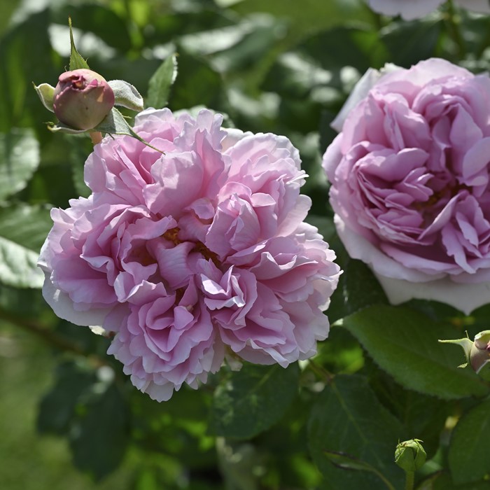 绝代艳后Rose Antoinette 绝代艳后Rose Antoinette