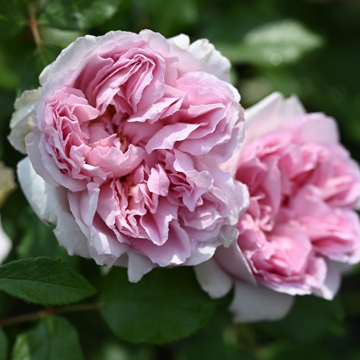 绝代艳后Rose Antoinette 绝代艳后Rose Antoinette
