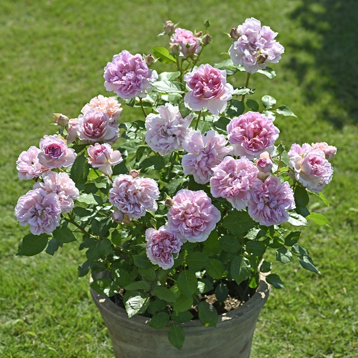 绝代艳后Rose Antoinette 绝代艳后Rose Antoinette