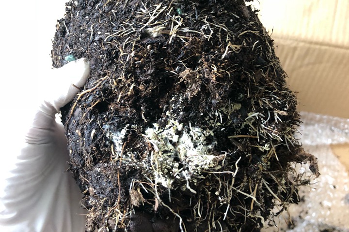 月季白绢病的症状、发病时间以及防治方法 月季白绢病的症状、发病时间以及防治方法