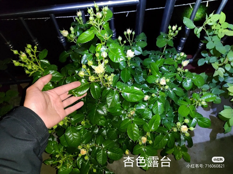 江浙沪盆栽月季花养护攻略(养眼的花苞图赏) 盆栽月季花爆花养护攻略(养眼的花苞图赏)