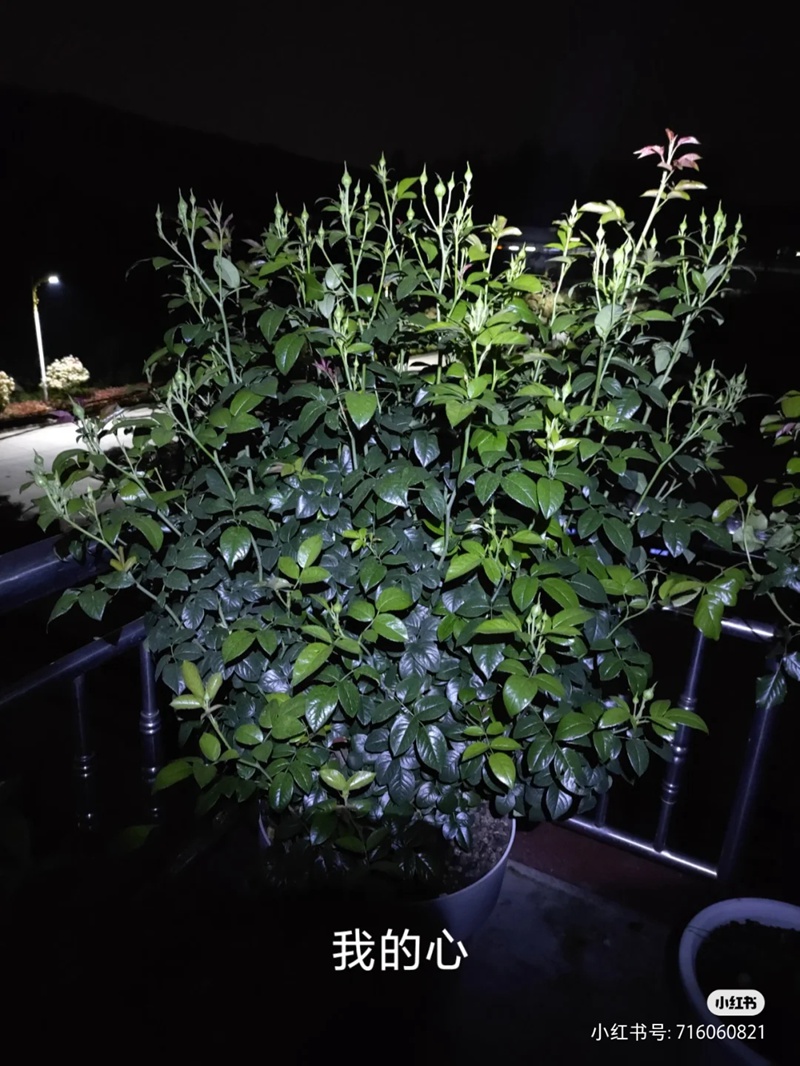 江浙沪盆栽月季花养护攻略(养眼的花苞图赏) 盆栽月季花爆花养护攻略(养眼的花苞图赏)
