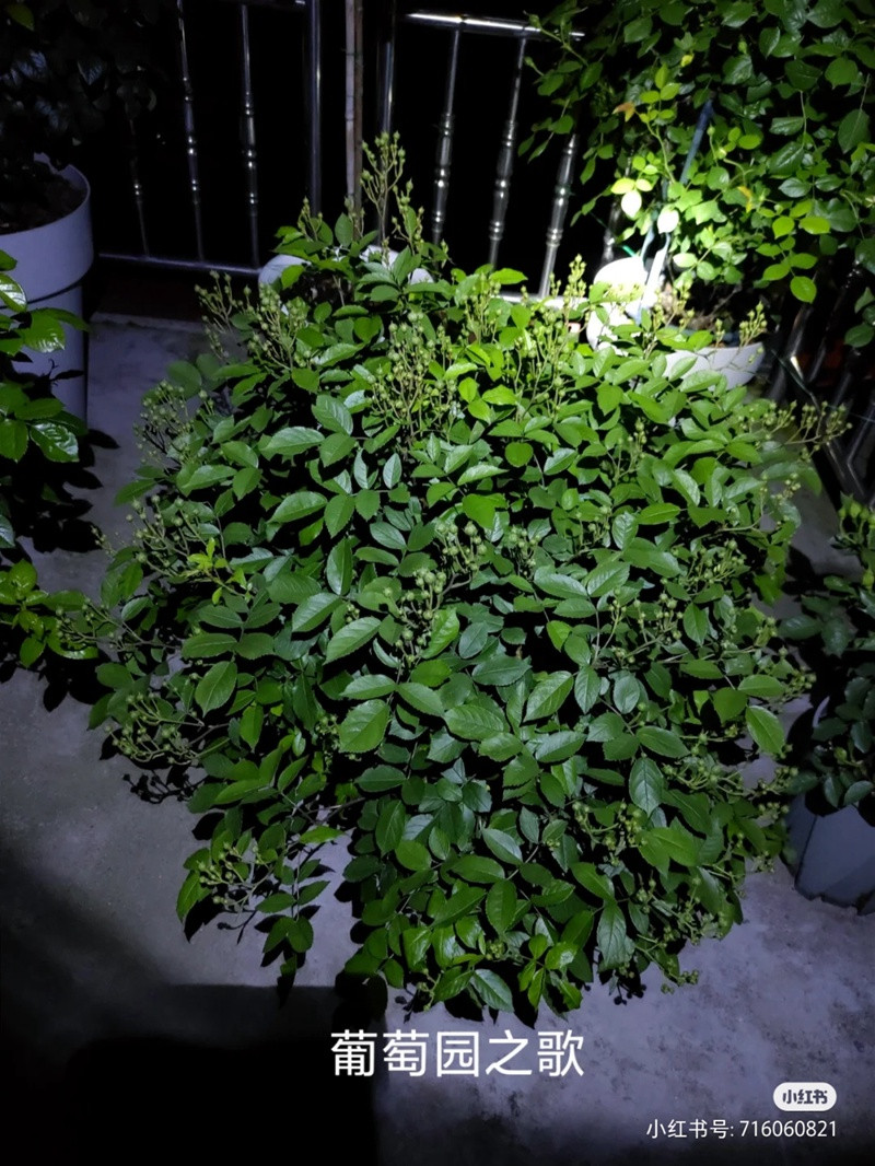 江浙沪盆栽月季花养护攻略(养眼的花苞图赏) 盆栽月季花爆花养护攻略(养眼的花苞图赏)