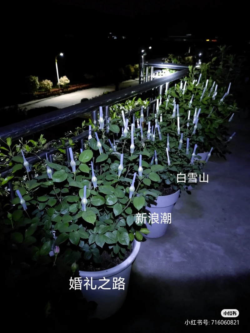 江浙沪盆栽月季花养护攻略(养眼的花苞图赏) 盆栽月季花爆花养护攻略(养眼的花苞图赏)