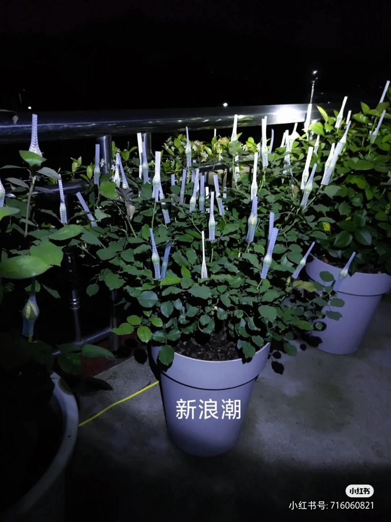 江浙沪盆栽月季花养护攻略(养眼的花苞图赏) 盆栽月季花爆花养护攻略(养眼的花苞图赏)