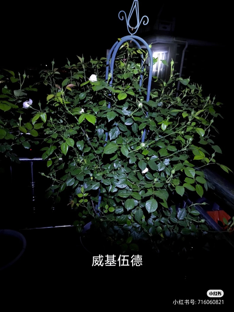 江浙沪盆栽月季花养护攻略(养眼的花苞图赏) 盆栽月季花爆花养护攻略(养眼的花苞图赏)