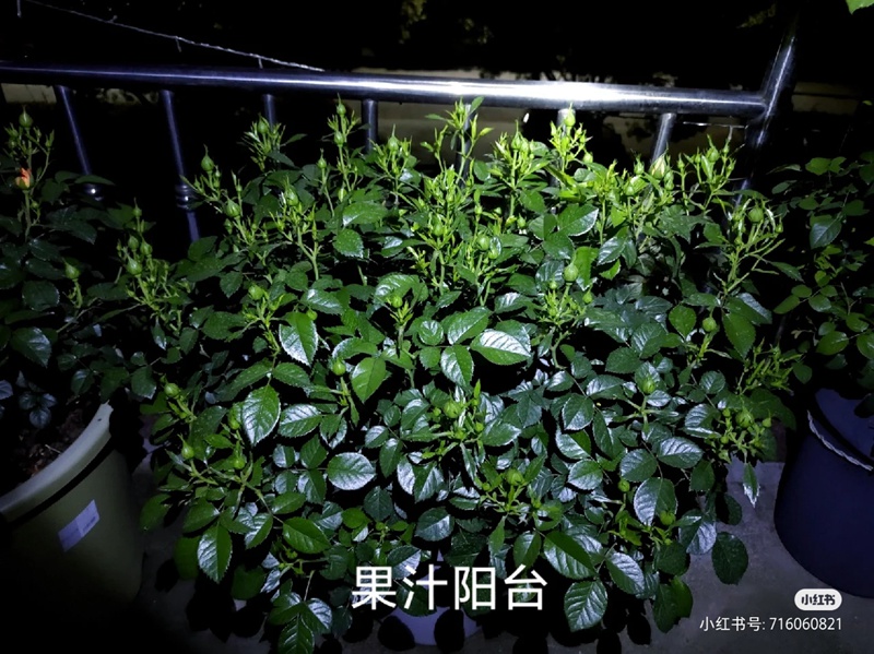 江浙沪盆栽月季花养护攻略(养眼的花苞图赏) 盆栽月季花爆花养护攻略(养眼的花苞图赏)