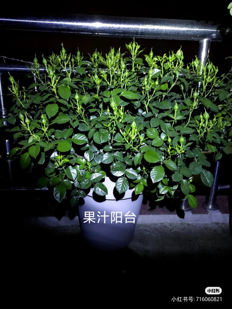 江浙沪盆栽月季花养护攻略(养眼的花苞图赏) 盆栽月季花爆花养护攻略(养眼的花苞图赏)