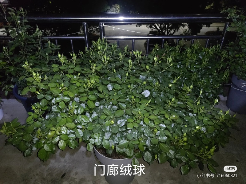 江浙沪盆栽月季花养护攻略(养眼的花苞图赏) 盆栽月季花爆花养护攻略(养眼的花苞图赏)