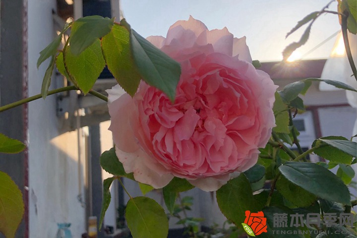月季花的叶面有哪些,月季花叶面肥的施用方法 月季花的叶面有哪些,月季花叶面肥的施用方法