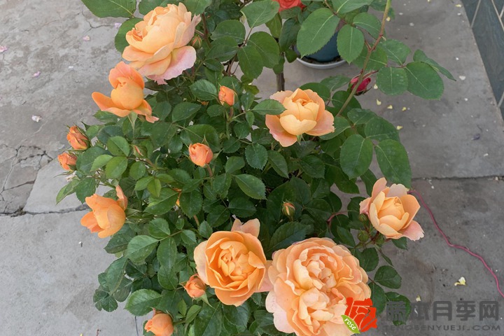 月季营养钵苗种植养护注意事项 月季营养钵苗种植养护注意事项