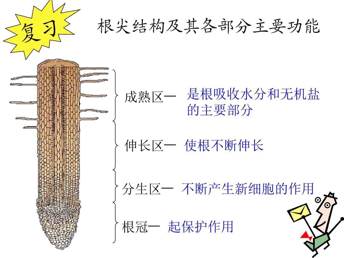 植物根系吸水的部位是什么,植物是如何吸水的 植物根系吸水的部位是什么,植物是如何吸水的