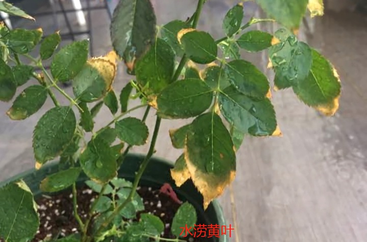 月季水涝还有救吗,月季水涝的挽救方法 月季水涝还有救吗,月季水涝的挽救方法