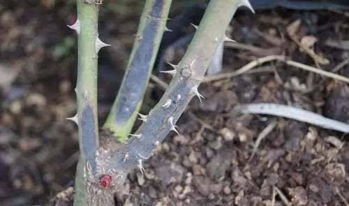 月季枯枝病的防治方法 月季枯枝病的防治方法