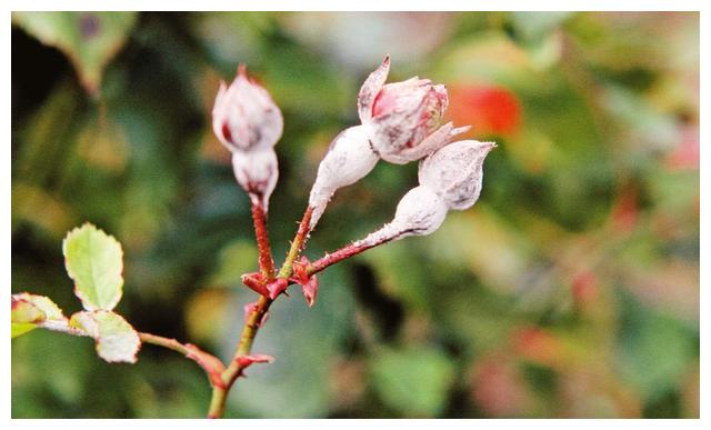 月季初春病害多,防治教程都在此。想要春暖花开,教你搞定病害
