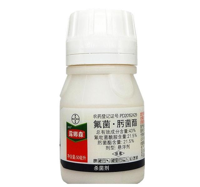 月季初春病害多,防治教程都在此。想要春暖花开,教你搞定病害