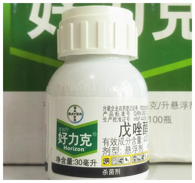 月季初春病害多,防治教程都在此。想要春暖花开,教你搞定病害