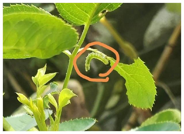 月季初春病害多,防治教程都在此。想要春暖花开,教你搞定病害
