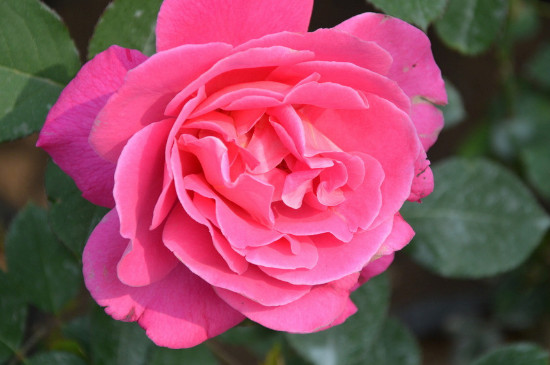 月季花蕾下垂萎蔫是什么原因 月季花蕾下垂萎蔫是什么原因
