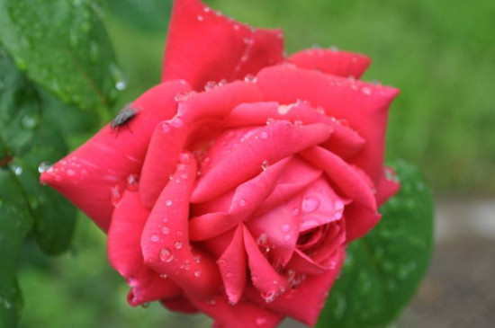 东阳市的市花是什么花(月季花) 东阳市的市花是什么花(月季花)
