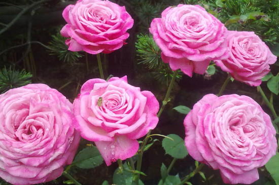 东阳市的市花是什么花(月季花) 东阳市的市花是什么花(月季花)