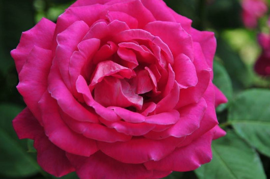 东阳市的市花是什么花(月季花) 东阳市的市花是什么花(月季花)