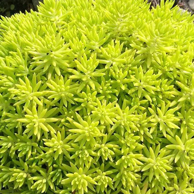 屋顶绿化用什么植物好 屋顶绿化用什么植物好